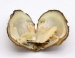 Pearl oyster, love pearl, pick a pearl, wish pearl in vacuum sealed oyster, 1 pcs